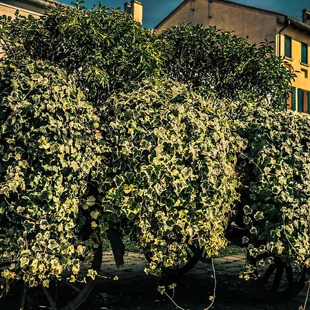Le Vigne Morosina * Cessalto